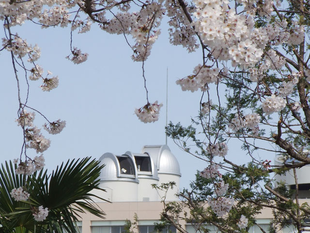 桜の時期の天文台